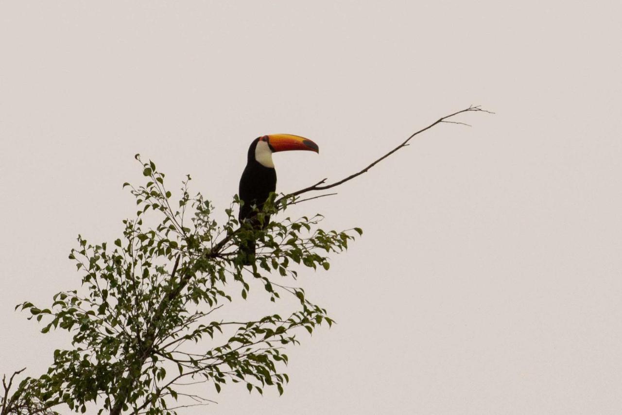 Hotel Fazenda Vale Da Cachoeira แซร์ฮาเนกรา ภายนอก รูปภาพ